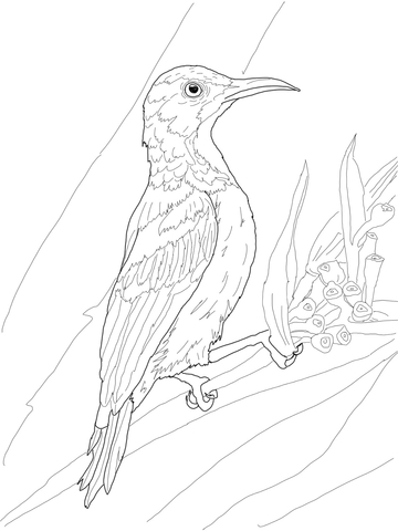 Brown Throated Sunbird Coloring Page